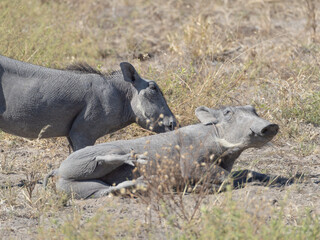 warthogs in the grass © Dave The Mariner