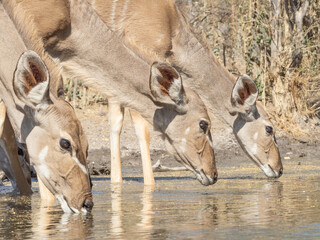 Female Kudus Drinking from Waterhole © Dave The Mariner