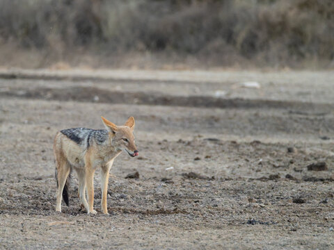 black backed jackal
