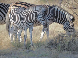 zebra in the wild © Dave The Mariner