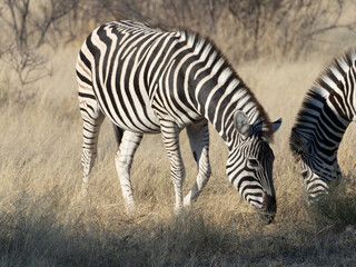 Zebra Grazing © Dave The Mariner