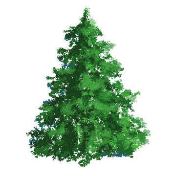 Lush green evergreen fir tree for winter holiday seasonal decor