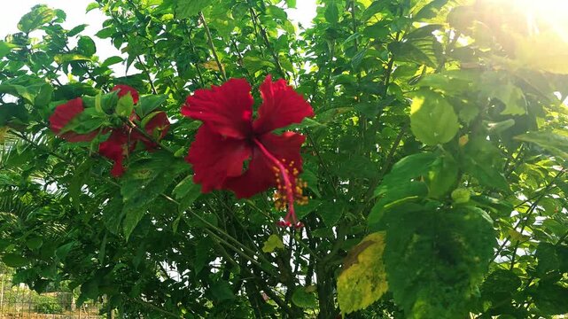 Red hibiscus flower blooming amidst lush green foliage in natural daylight