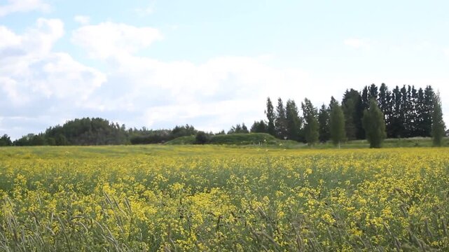 Windy Meadow with Yellow Wildflowers and Grasses.

