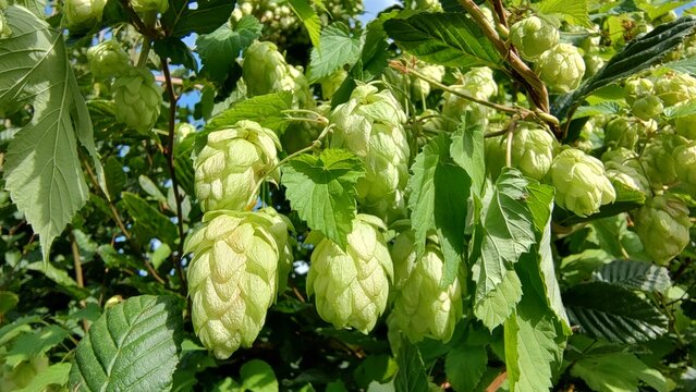 Ripe Common Hop Cones Humulus lupulus Growing on Vine