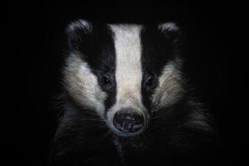 Eurasian Badger - Meles meles, popular beautiful carnivore from European and Asian forests, White Carpathians, Czech Republic. © David