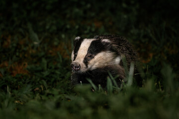Eurasian Badger - Meles meles, popular beautiful carnivore from European and Asian forests, White Carpathians, Czech Republic. © David