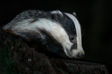 Eurasian Badger - Meles meles, popular beautiful carnivore from European and Asian forests, White Carpathians, Czech Republic. © David
