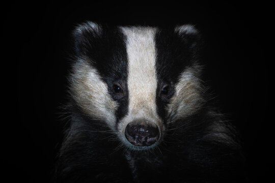 Eurasian Badger - Meles meles, popular beautiful carnivore from European and Asian forests, White Carpathians, Czech Republic.