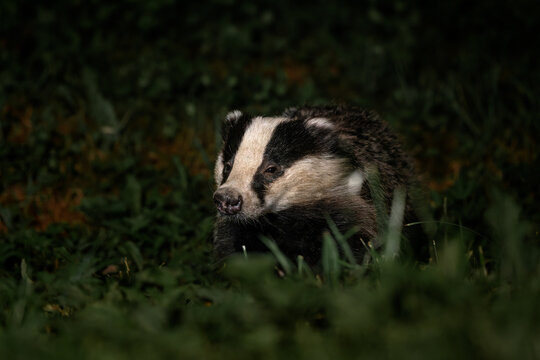 Eurasian Badger - Meles meles, popular beautiful carnivore from European and Asian forests, White Carpathians, Czech Republic.