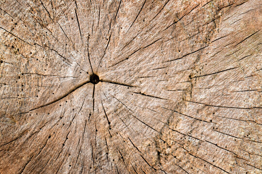 Rustic tree stump cross section texture background full frame.
