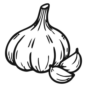 garlic isolated on white