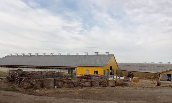 Large Agricultural Farm with Cattle Barn and Hay Bales.

