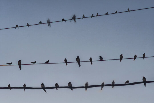 birds lined up and perched on three power lines