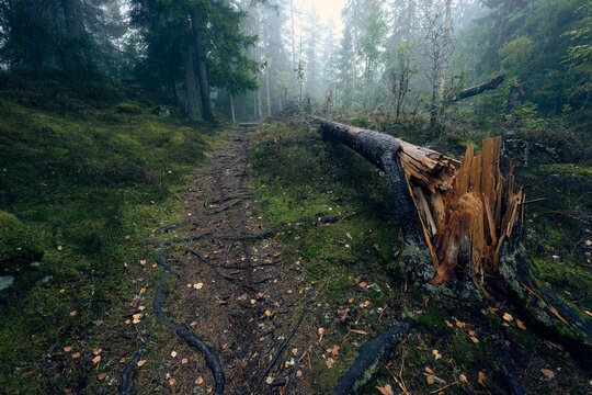 Fallen Broken Tree Trunk Across Forest Trail in Misty Nordic Nature