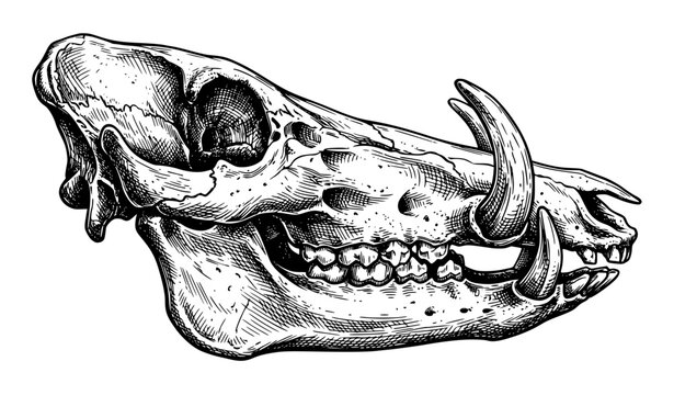 Warthog Skull Side Profile Hand Drawn Ink Vector Illustration