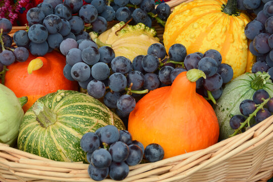 Wicker basket filled with the autumn gifts of nature, such as various pumpkins and clusters of dark grapes.