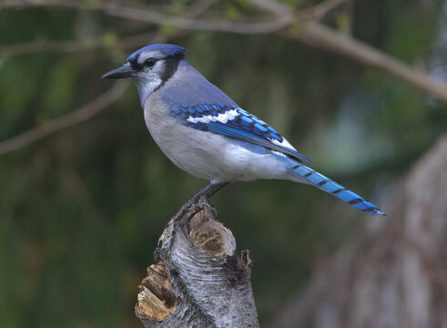 Blue Jay