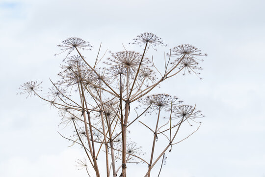 Hogweed &ndash; an invasive plant