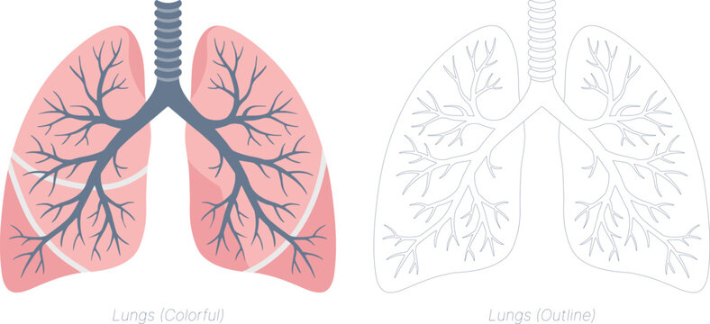 Human lungs medical illustration featuring colorful anatomical diagrams and outline versions for educational use