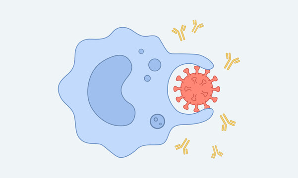 Medical illustration depicting phagocytosis where a macrophage engulfs a virus cell surrounded by antibodies
