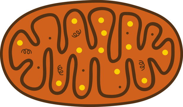 Mitochondria biological cell organelle cartoon vector illustration showing internal structure and membrane