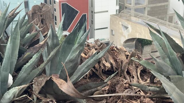 Ground squirrels forage in dry palm fronds between agave plants on a coastal bluff in Santa Monica, California. Overcast day. No audio.