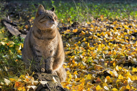 Japanese tabby cat sitting on a fallen log and looking upward among fallen ginkgo leaves in autumn