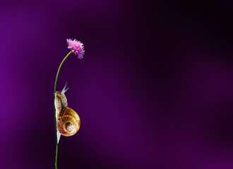 A snail climbing a slender green stem toward a purple flower against a dark violet background, symbolizing perseverance, patience, slow progress and the pursuit of goals © Pihuliak