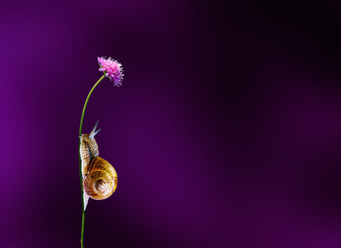 A snail climbing a slender green stem toward a purple flower against a dark violet background, symbolizing perseverance, patience, slow progress and the pursuit of goals