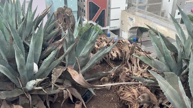 Ground squirrels perch on a palm stump surrounded by agave plants on a coastal bluff in Santa Monica, California, with modern beach houses below. No audio.