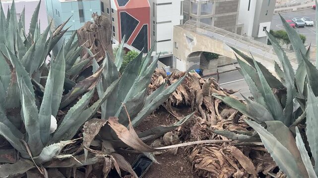 Ground squirrels scurry through dry palm fronds among agave plants on a coastal bluff in Santa Monica, California. Soft daylight. No audio.