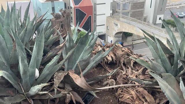 Ground squirrels scurry on a palm stump among agave plants on a coastal bluff in Santa Monica, California, under overcast light. No audio.