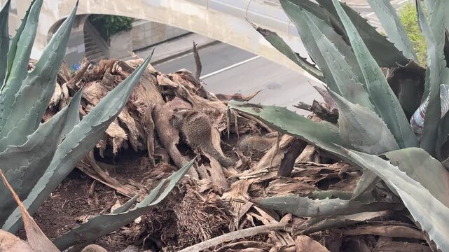 Ground squirrels among agave plants and dry palm fronds on a coastal bluff above a road in Santa Monica, California. Soft daylight. No audio.