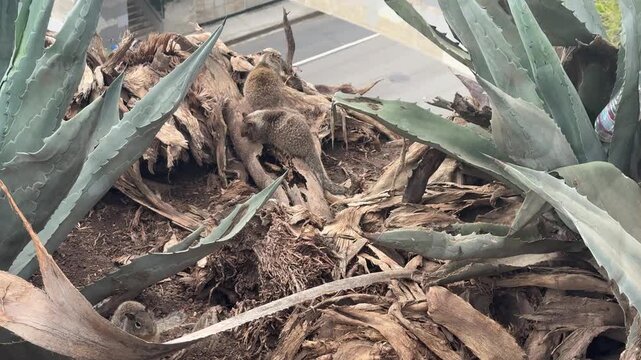 Ground squirrels among dry palm fronds and agave plants on a coastal bluff in Santa Monica, California, with a road below. No audio.