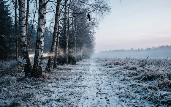 Frosty winter forest landscape with birch trees, misty morning path in snow covered woods, cold blue atmospheric nature scenery