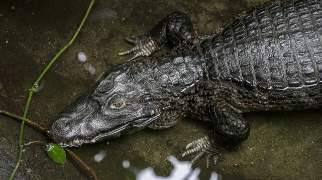 Close up of a yacare caiman reptile with textured scaly skin resting in murky water and surrounded by greenery