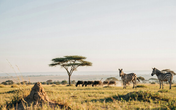 African savanna landscape with wild zebras and acacia tree, scenic safari wilderness at sunrise, majestic wildlife in natural grassland habitat