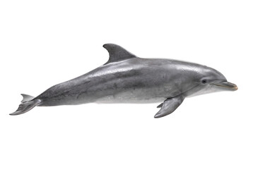 Bottlenose dolphin swimming, grey marine mammal, aquatic wildlife animal side profile isolated PNG with Transparent Background © Haneef Sumbul
