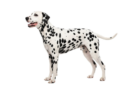 Dalmatian dog standing in profile, spotted pedigree pet, black and white canine animal isolated PNG with Transparent Background