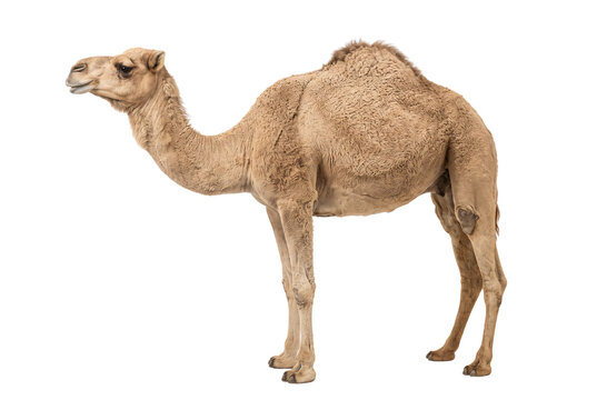 Dromedary camel standing in profile, Arabian camel with brown fur, desert animal portrait isolated PNG with Transparent Background