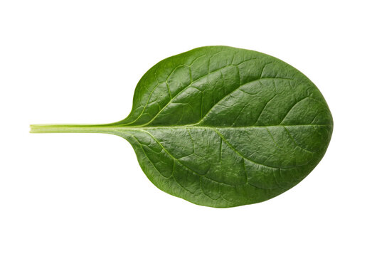 Fresh baby spinach leaf, organic green vegetable, raw spinach for healthy cooking isolated PNG with Transparent Background