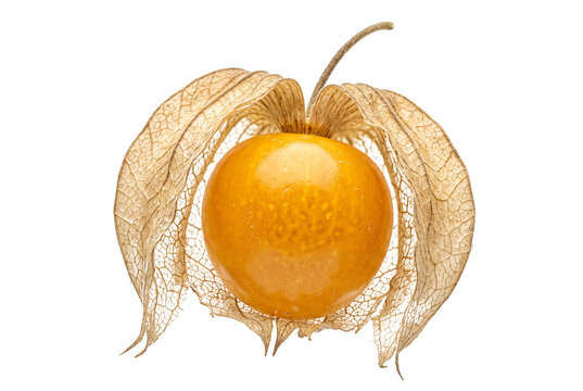 Golden physalis fruit, ripe cape gooseberry with husk, exotic winter cherry berry isolated PNG with Transparent Background