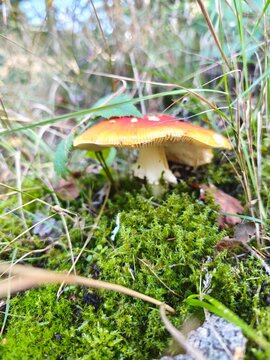 Fliegenpilz 