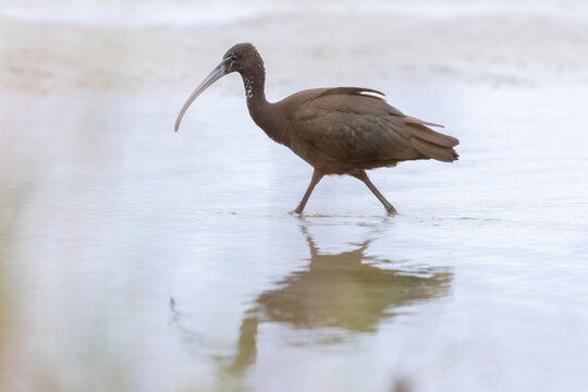 Glossy ibis (Plegadis falcinellus) at Baltic coast