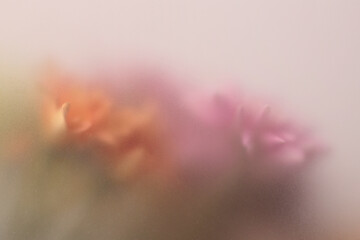 Obraz premium Smoke selected soft focus autumn chrysanthemum aster Flower through translucent matte frosted glass. Abstract natural blurred grain light fog background.