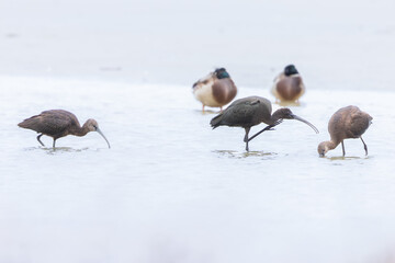Fototapeta premium Glossy ibis (Plegadis falcinellus) at Baltic coast