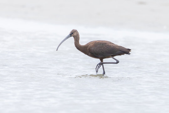 Glossy ibis (Plegadis falcinellus) at Baltic coast
