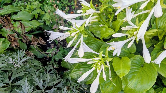 white hosta (funkia) flower