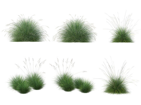 Set of ornamental grass bushes isolated on transparent background, realistic green foliage with delicate seed heads.